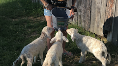 Granja Escuela Ultzama